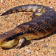 Image for article titled Lizard species keep trying to interbreed...but they're just the wrong size